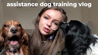 assistance dog training vlog [upl. by Perla]