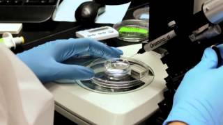 Zebrafish Microinjection Video  Full Version [upl. by Vona]