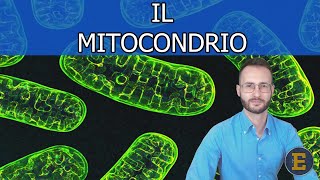 21 Il mitocondrio [upl. by Arval]