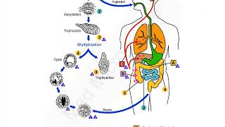 Entamoeba histolytica lecture [upl. by Anits]