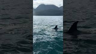 ORCAS SURROUND OUR BOAT [upl. by Brock892]