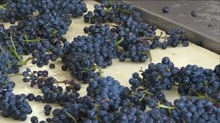 Vendanges 2018 en Bourgogne  un excellent millésime sannonce [upl. by Timothee381]