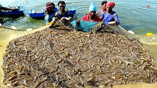 VANNAMEI SHRIMPPRAWN AQUACULTURE  LITOPANAEUS VANNAMEI HARVESTING [upl. by Ledoux]