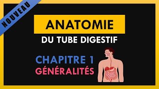 Anatomie Du Tube Digestif  Chapitre 1  Généralités [upl. by Hedy208]