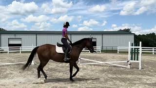 IDOWHATIDO wt July 2024  Adoptable Thoroughbred Gelding  New Vocations [upl. by Jacklyn381]