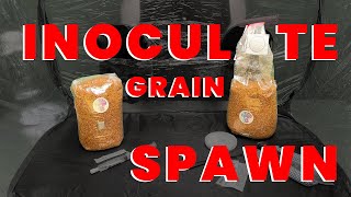 How To Inoculate Grain Spawn For Mushroom Growing  AGAR  LIQUID CULTURE SYRINGE [upl. by Naejeillib899]