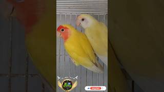 Agapornis Roseicollis Creamino amp Lutino Breeding Pair JFS 💛💛💛 agapornis fischerlovebirds birds [upl. by Milman]