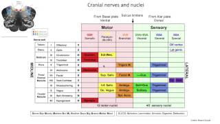 BrainSplaining EP1 Exploring the Cranial Nerve Nuclei [upl. by Mills]