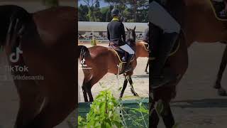 LONGINES GLOBAL CHAMPIONS TOUR  Rome 2024 horse rome horses roma explore short italy travel [upl. by Ayoral]