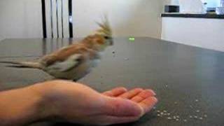 Clicker Training Cockatiel fetch all toys in my hand [upl. by Leisha976]