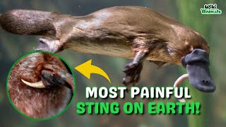 8 THINGS YOU DIDNT KNOW ABOUT THE PLATYPUS [upl. by Erdnaid]