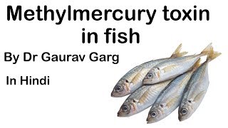 Methylmercury Toxin in fish caused by Ocean warming amp increased Overfishing UPSC IAS UPSC2020 [upl. by Barbarese288]