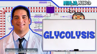 Metabolism  Glycolysis [upl. by Bail581]