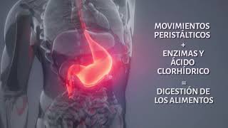 Funcionamiento del aparato digestivo [upl. by Cleres182]