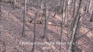 Deer Archery Hunting Southeast Minnesota [upl. by Adair]