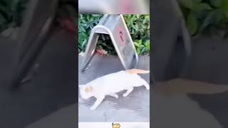 Clumsy Cat😂🤣 funny cat [upl. by Hyams419]