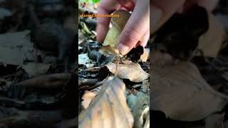 Boletus ReticulatusMay 2024 asmr asmrmushrooms fungi boletus porchini mushroomhunting [upl. by Regnij348]