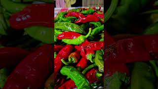 Hot pepper harvest [upl. by Arnoldo182]