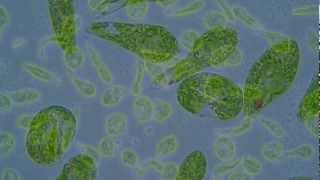 Euglena gracilis [upl. by Carce]