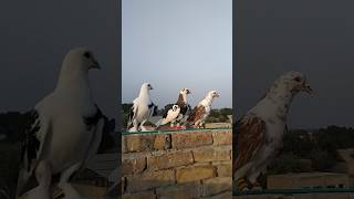 Kabotar Video Status youtube pigeon birds love shorts [upl. by Bartko858]