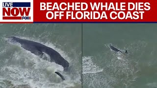 Beached sperm whale dead off Florida coast Venice Beach officials confirm  LiveNOW from FOX [upl. by Lothaire153]