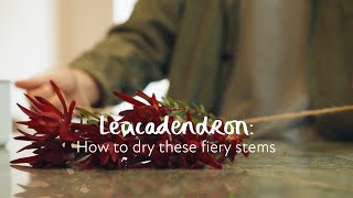 Leucadendron How to dry these fiery stems [upl. by Bang]