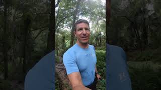 Alafia State Park Trail Run with GSP Dog [upl. by Harret]