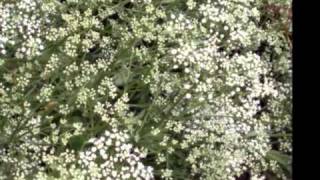 Pimpinella anisum with translation text [upl. by Sly753]