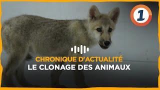 Le clonage des animaux [upl. by Anon]