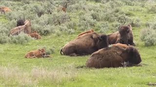 Man injured by bison in Yellowstone National Park while allegedly under the influence [upl. by Nyleuqcaj]