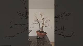 Autumn prune🍁 bonsai japanese maple sangokaku wire bend prune technique timelapse schweiz [upl. by Angela]