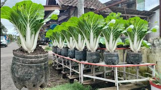 cara menanam pakcoy putih di musim hujan dan tutorial penangulangan hama  how to grow pakcoy [upl. by Rachel]