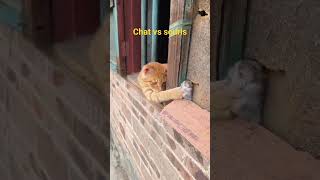 Chat vs souris shorts chat petitou [upl. by Ahsirtap]