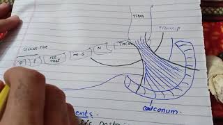 Flexor retinaculum of Leg [upl. by Yarled]