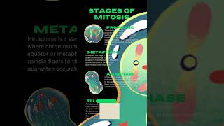 Stages of Mitosis mitosis biology celldivision [upl. by Apthorp635]