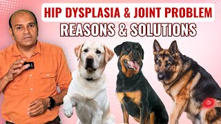 Hip Dysplasia amp Joints Problem In Dogs  Reasons amp Solution  By Baadal Bhandaari [upl. by Norraf656]