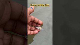 Rescue of the fish 🐟 shortvideo trending fishing fish 🔥🔥 [upl. by Nnaitsirk]