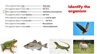 How to Use Dichotomous Keys [upl. by Navarro18]