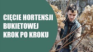 Jak przyciąć hortensję bukietową  Hortensja bukietowa  Cięcie hortensji bukietowej krok po kroku [upl. by Orabla]