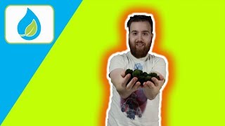 PROPAGATE MOSS BALLS HOW TOO  Quick Tip 002 [upl. by Ainnek]