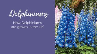 How Delphiniums are grown in the UK [upl. by Cotter]