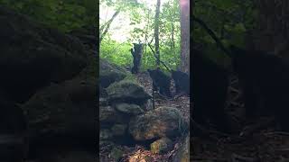 Black Bear with Triplets wildlife trailcamera trailcam [upl. by Alcock401]