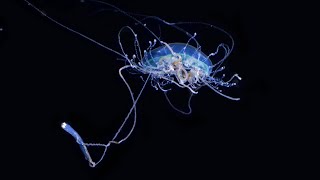 The Hungry Jellyfish [upl. by Azirb]