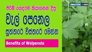 Welpenela Benefits  පිරිමි ගෙදරම තියාගන්න ගහපු වැල් පෙනෙල ගැටේ මෙන්න [upl. by Neumark]