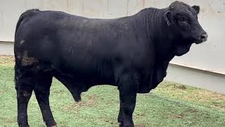 Lot 6167 Black Beefmaster Bull [upl. by Ayela548]