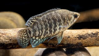 Microctenopoma fasciolatum Banded ctenopoma 4K [upl. by Teirtza408]