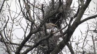 Heron rookery in southern Delaware County [upl. by Burrill607]