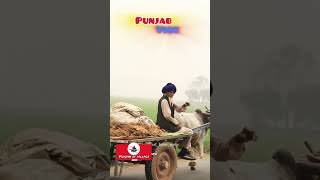 Punjab VibePunjab Pind  village shortvideo treadings shorts [upl. by Kavita]