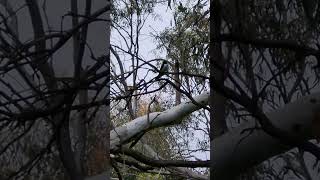 Willie wagtail perched on a tree branch while singing birdsinging birdssounds [upl. by Latreese296]