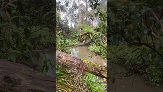 DANDENONG RANGES  Fishing 🎣 🇦🇺 fishing trout troutfishing fishingaustralia [upl. by Walke]